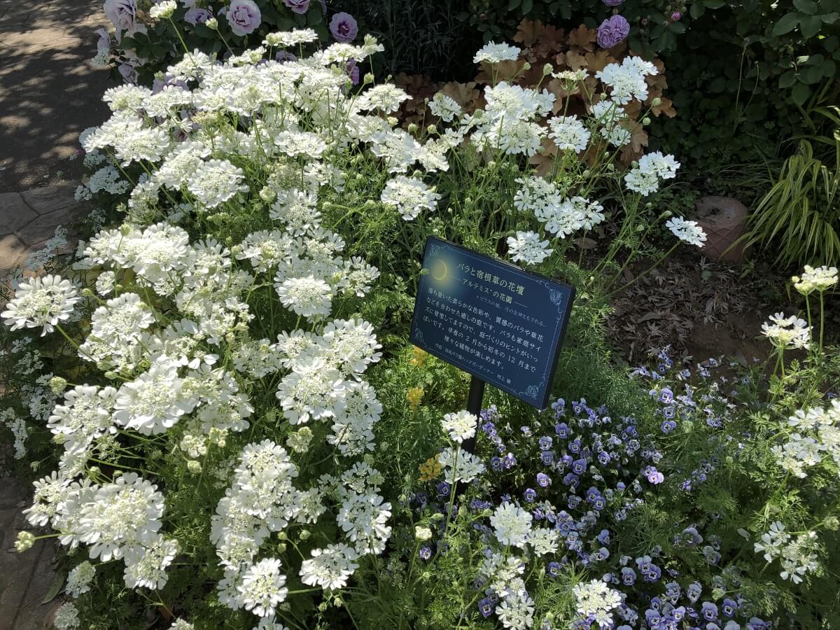 アルテミスの花園