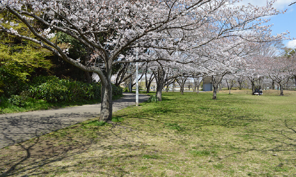 桜の広場