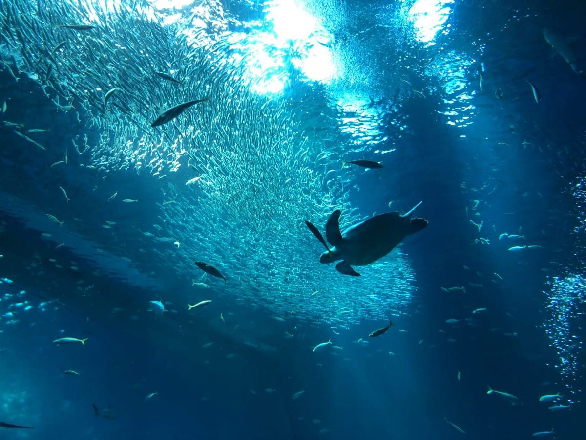 出会いの海ゾーン Sea life of Ibaraki