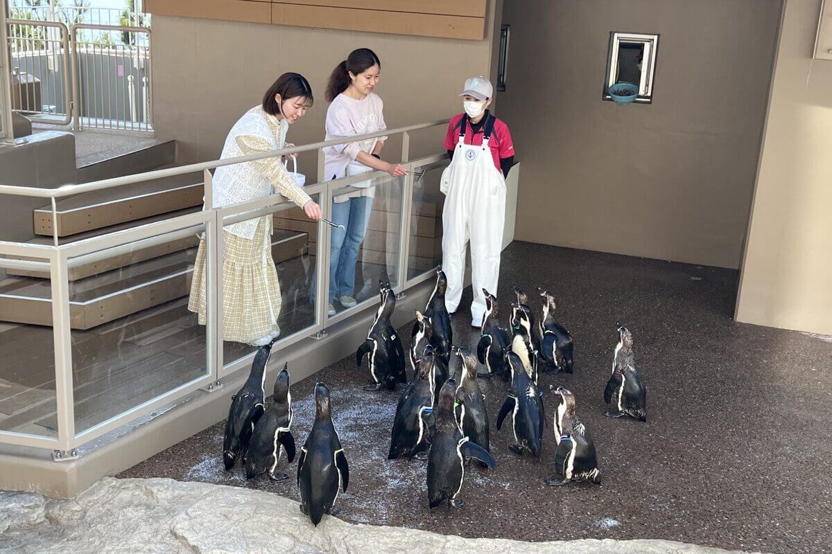 ペンギンのごはん（8月開催の特別プログラム）