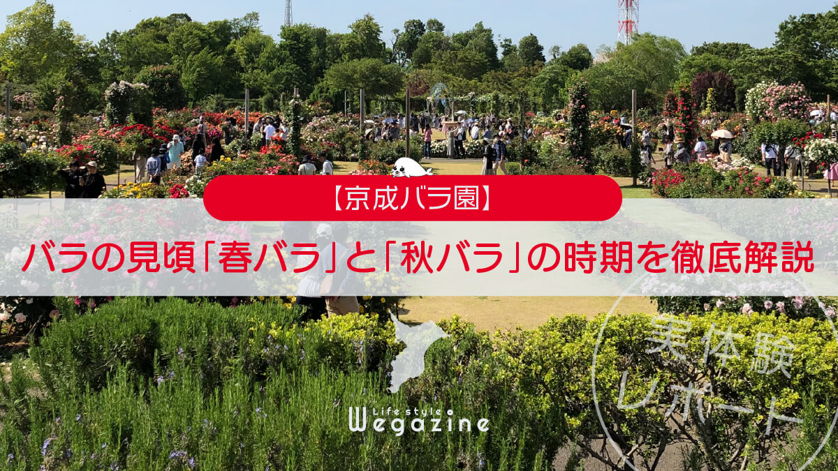 【京成バラ園】バラの見頃「春バラ」と「秋バラ」の時期と混雑日を徹底解説＜実体験レポート＞