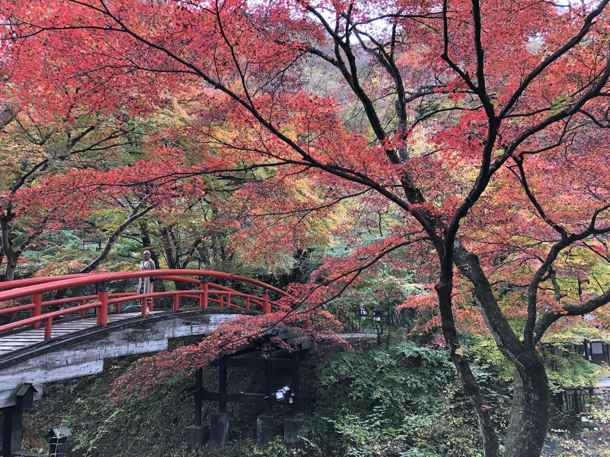 紅葉シーズンのライトアップが有名な「河鹿橋」