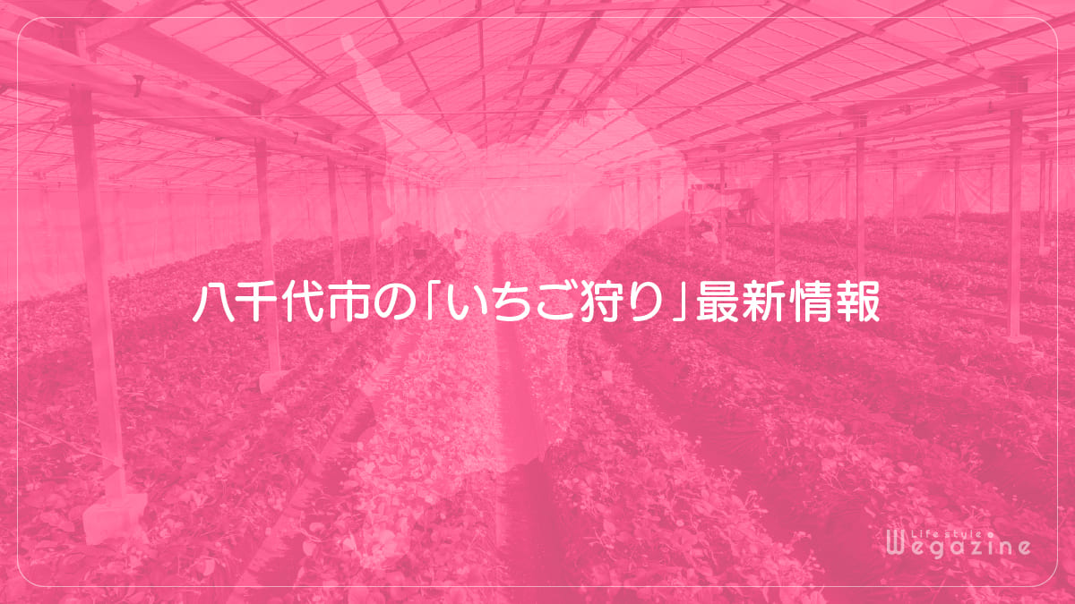 八千代市の「いちご狩り」最新情報