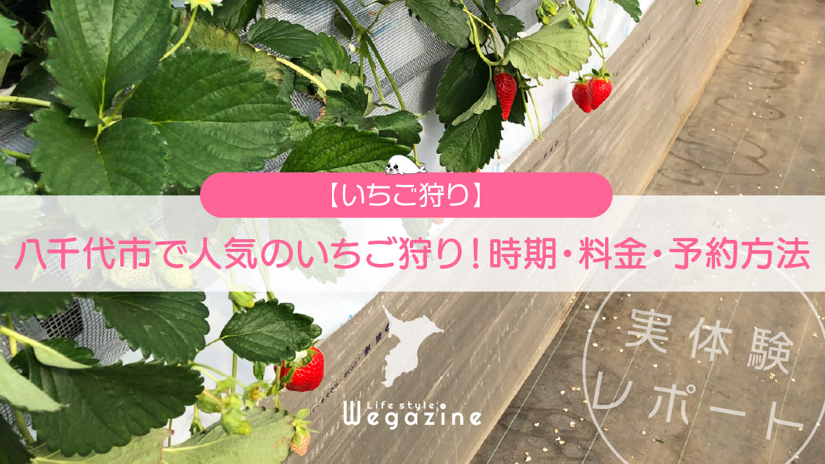 八千代市で人気のいちご狩り！時期・料金・予約方法を紹介＜実体験レポート＞