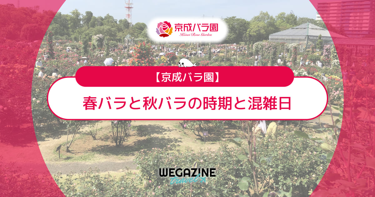 【京成バラ園】バラの見頃「春バラ」と「秋バラ」の時期と混雑日を徹底解説＜実体験レポート＞