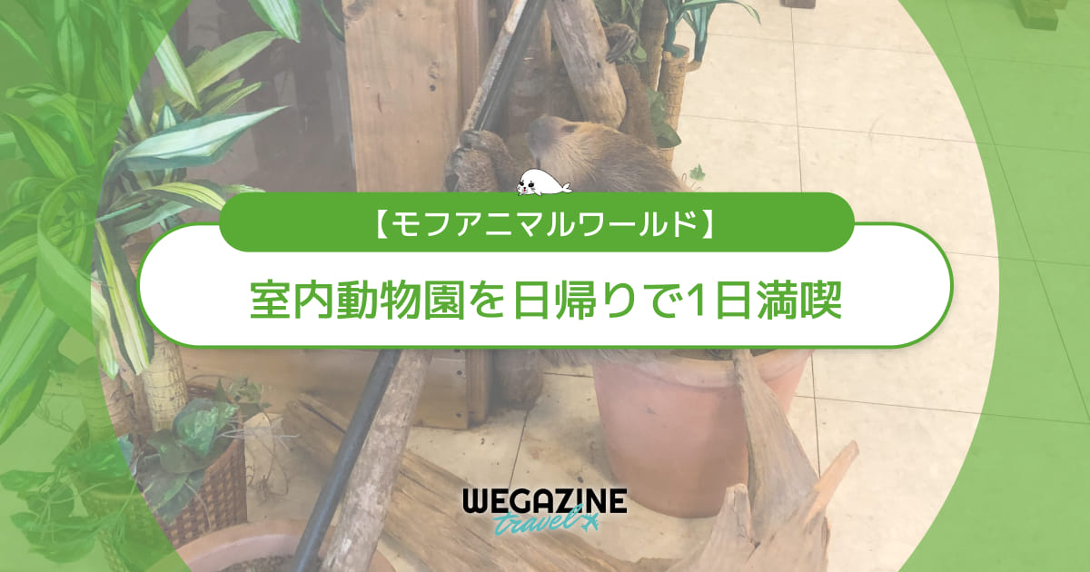 【モフアニマルワールド】子連れで楽しめる室内動物園を日帰りで1日満喫<実体験レポート>