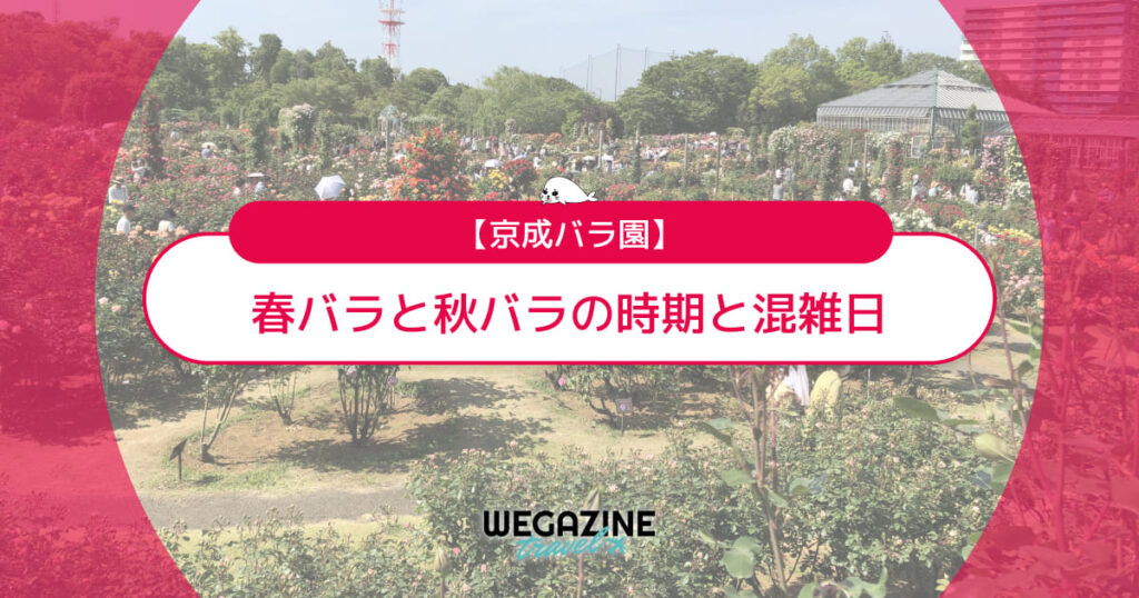 【京成バラ園】バラの見頃「春バラ」と「秋バラ」の時期と混雑日を徹底解説＜実体験レポート＞