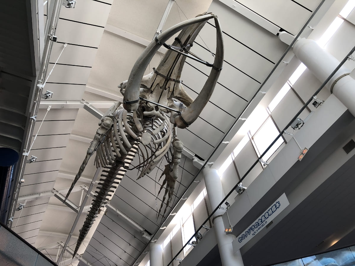セミクジラ、マッコウクジラの骨格標本