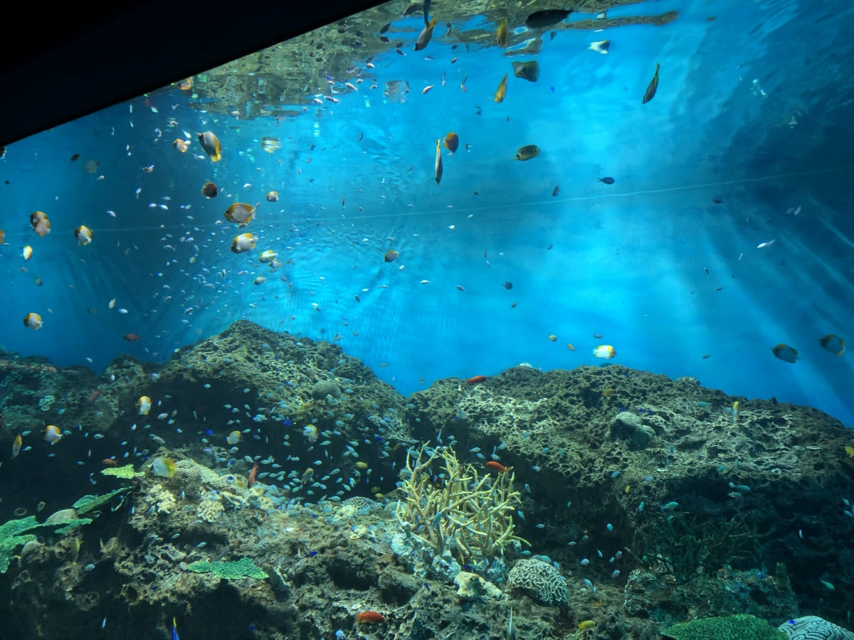きらめく珊瑚礁の魚たち