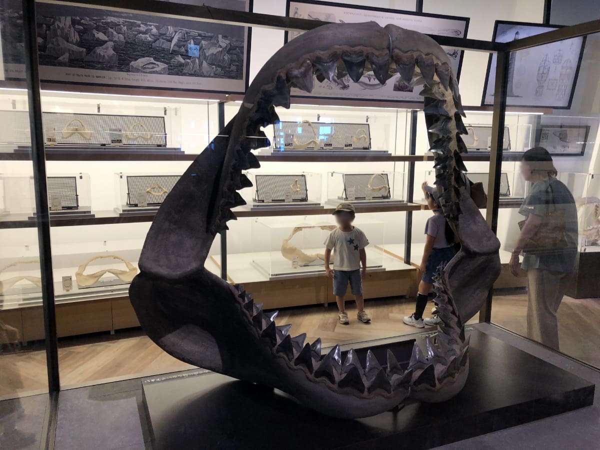 サメの顎骨の標本