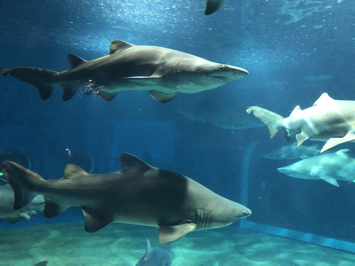 サメの飼育種類数日本一
