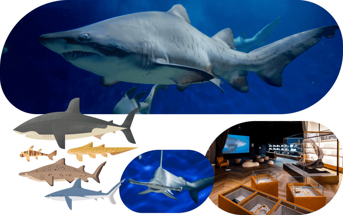 超サメの新世界「多種多様なサメの展示」