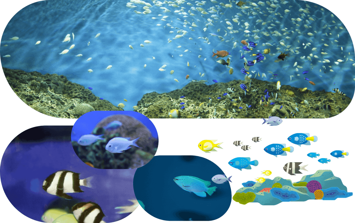 小さな輝きの新世界「きらめく珊瑚礁の魚たち」